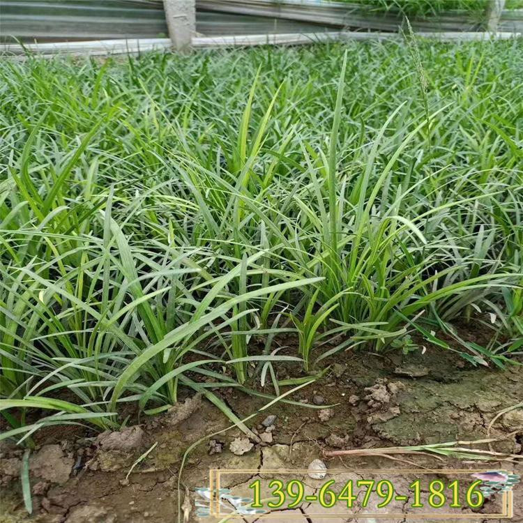 彩诺  玉龙草  四季常青绿化地被  多用于树穴绿化