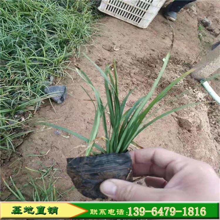 彩诺  玉龙草  园林绿化矮麦冬  四季常绿 耐寒抗热