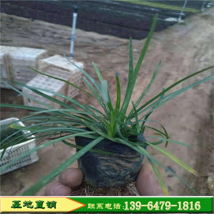 彩诺  金边麦冬  多年生绿化工程麦冬苗  应用范围广