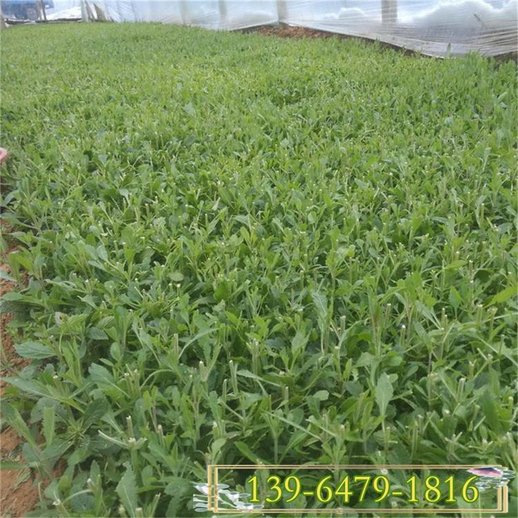 马鞭草花海景观   桑托斯马鞭草批发基地   喜温暖气候