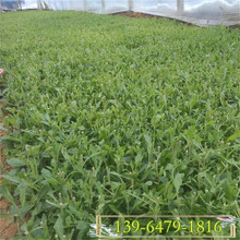 马鞭草花海景观   桑托斯马鞭草批发基地   喜温暖气候