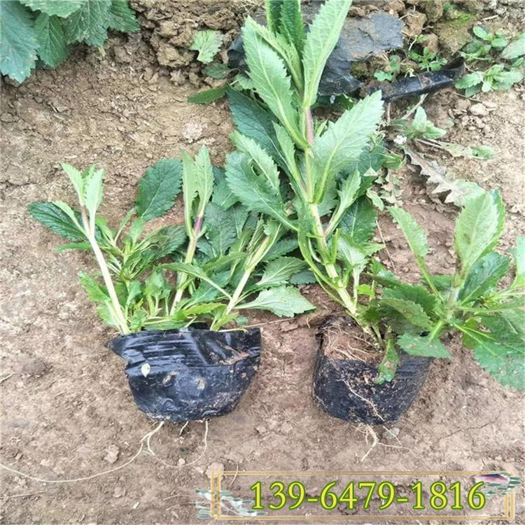 马鞭草杯装带土苗   桑托斯马鞭草报价   观赏价值高