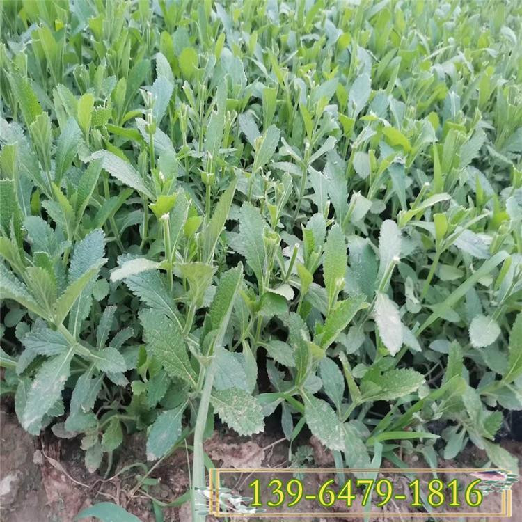 四季花海景观   柳叶马鞭草基地   全年皆可开花