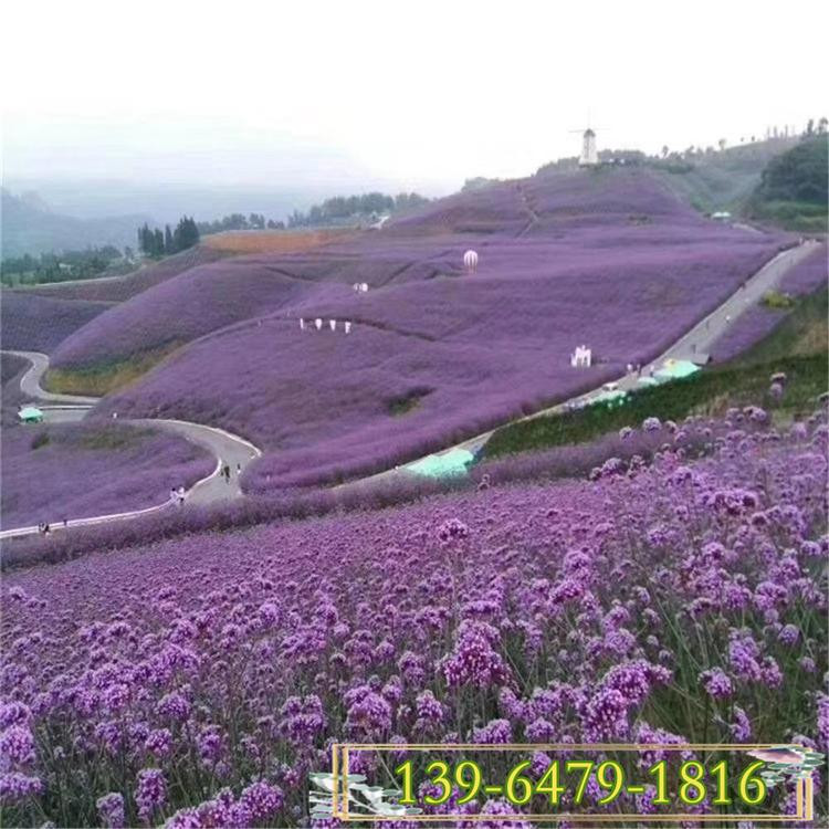 花海绿化宿根花卉   柳叶马鞭草供应商   全年开花，花期长
