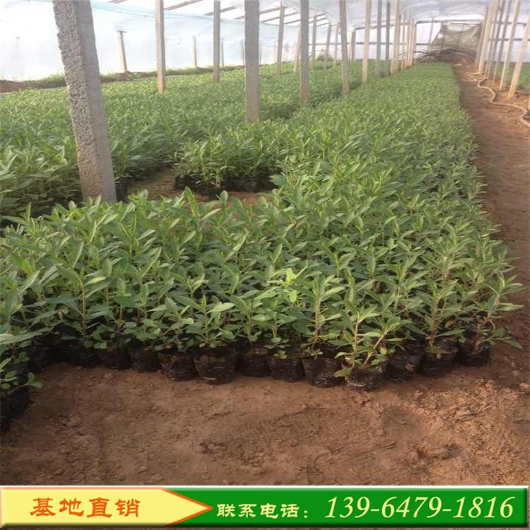 马鞭草杯装带土苗   南美柳叶马鞭草报价   花期长