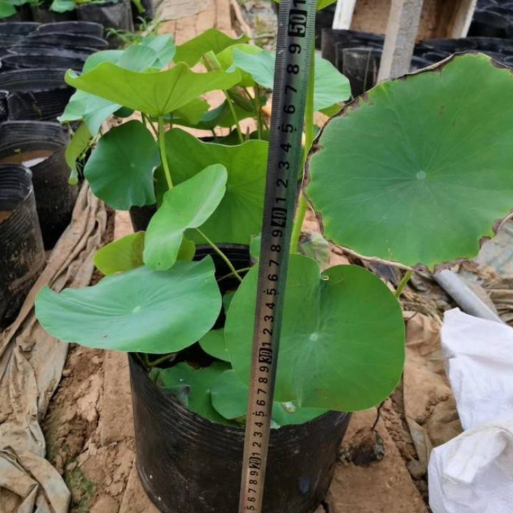 水面绿化荷花   盆栽荷花销售  观赏性佳