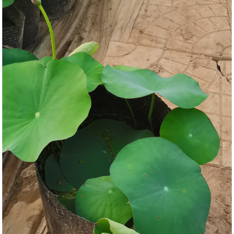 万得瑞   盆栽荷花销售  适应能力好