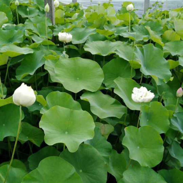 万得瑞   青州荷花培育  池塘湖泊绿化用苗