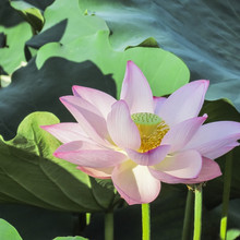 公园池塘观赏开花荷花   有花苞荷花盆栽  观赏性佳