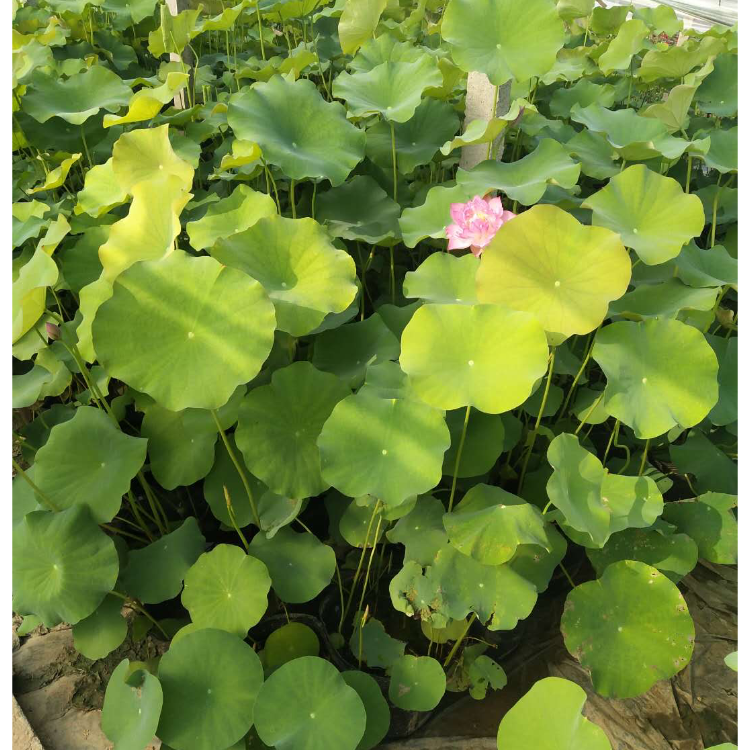 公园池塘观赏开花荷花   荷花小苗  池塘湖泊绿化用苗