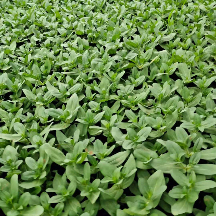 百日草小苗 基地报价 花海观赏用步步高杯苗 悦洋花卉