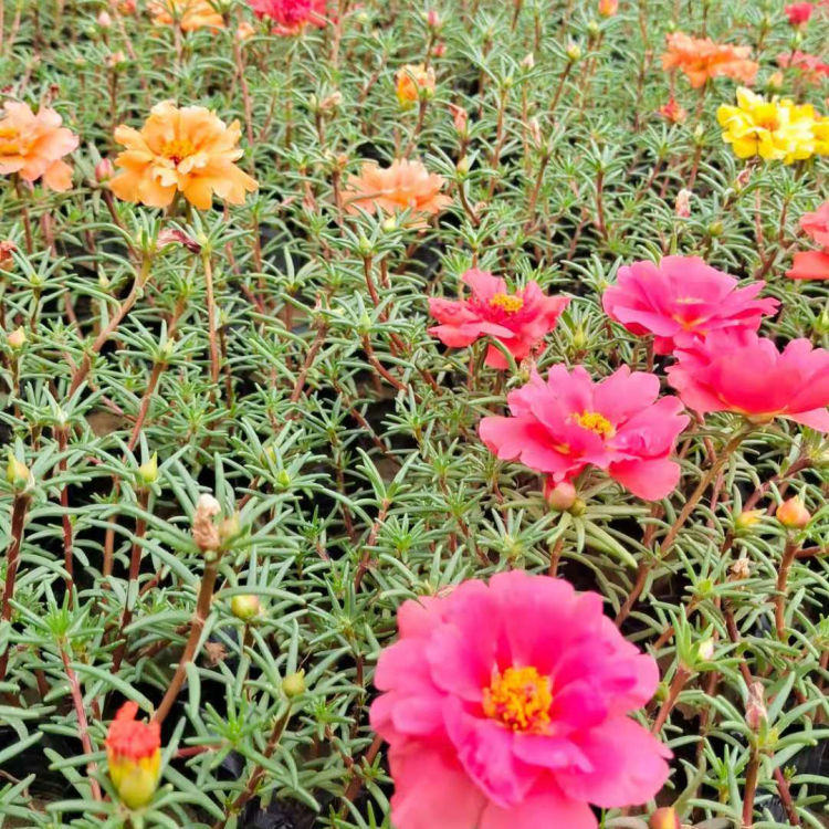 山东半枝莲批发 杯苗供应 节日组摆草花价格