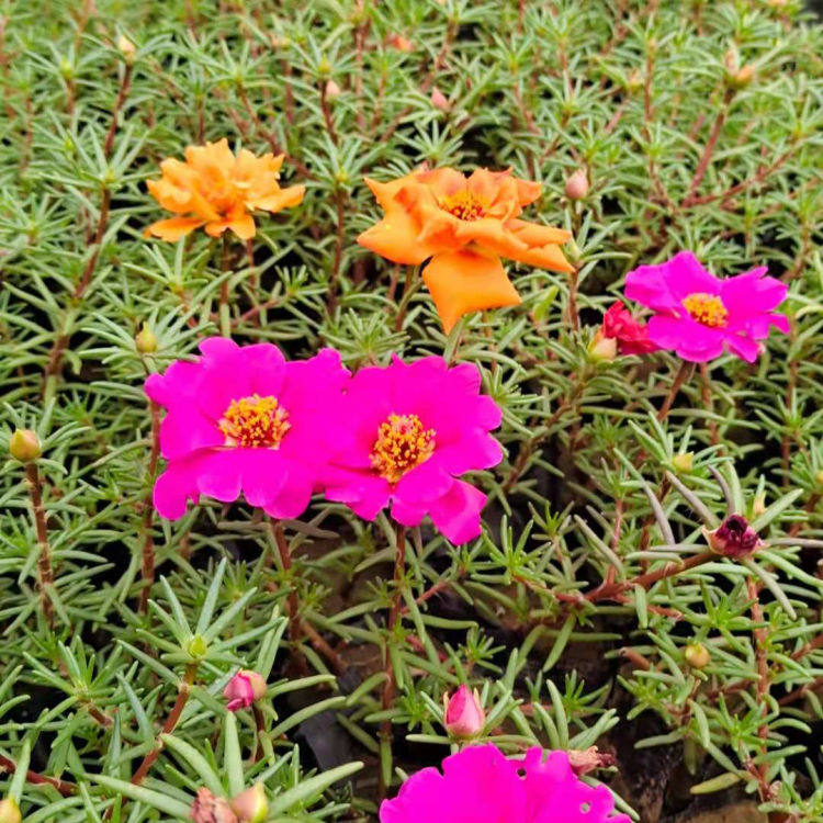 悦洋 重瓣花卉半枝莲批发 半枝莲培育