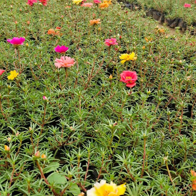 观赏花卉太阳花 草花半枝莲价格 批发太阳花小苗