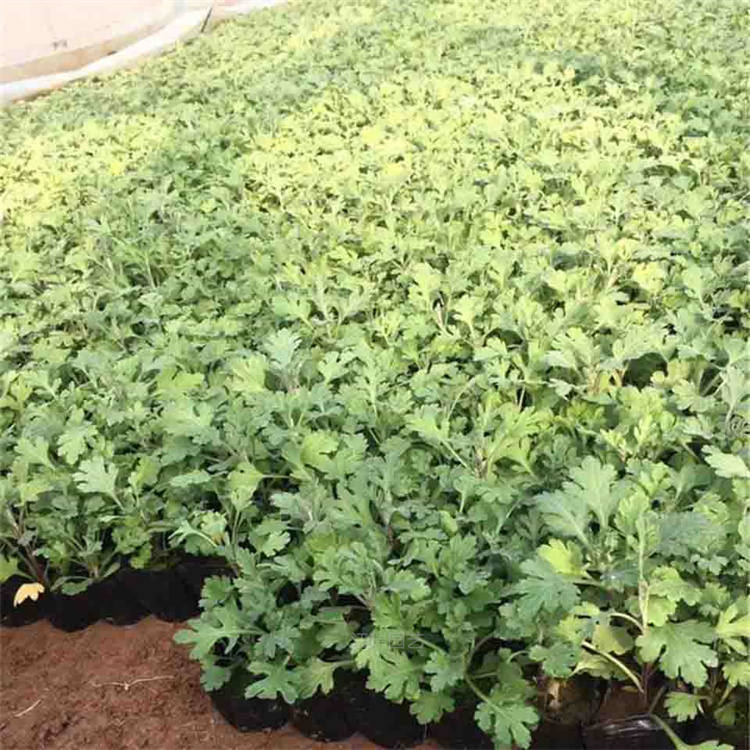山东地被菊货源 地被菊营养杯苗 地被菊适应能力强