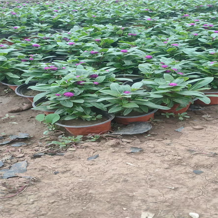 千日红小苗订购 江瑞花卉 千日红景观效果美丽 欢迎来电咨询