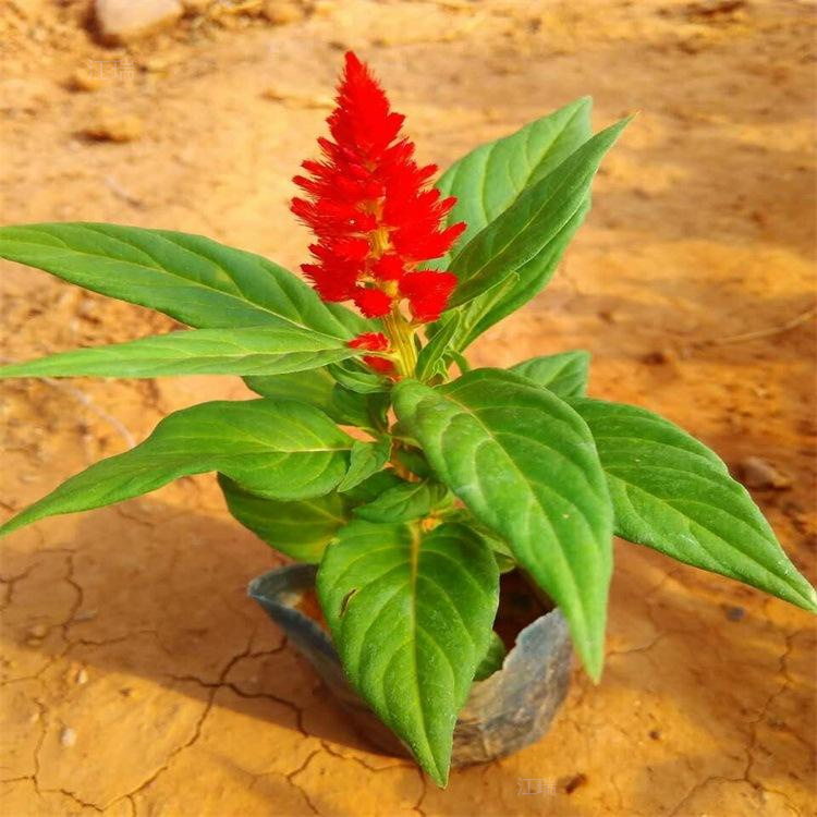 一支笔楼盘绿化摆放花卉 花箱摆放花卉一支笔 株型美观 欢迎选购