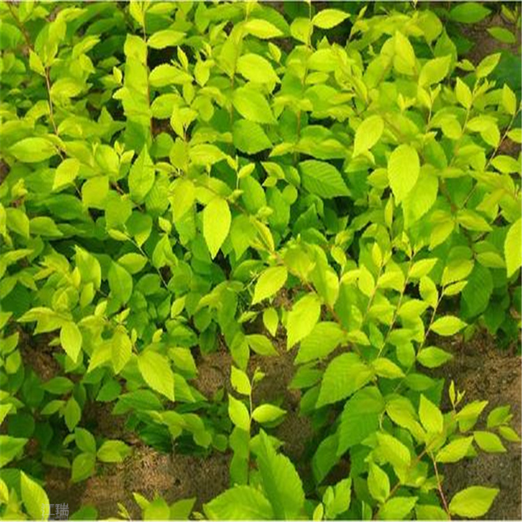 绿化苗木金叶榆小苗 山东金叶榆种植户 江瑞园艺