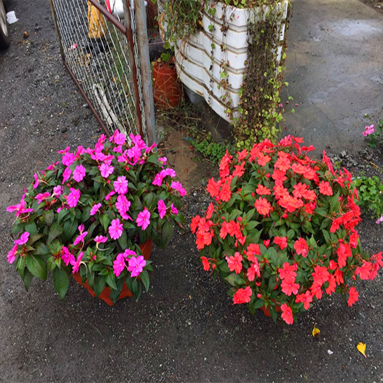 大量供应超级凤仙 花坛花卉 超级凤仙小苗价格