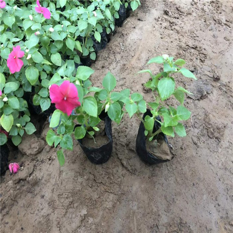 出售非洲凤仙 广场组摆花卉 非洲凤仙种植基地