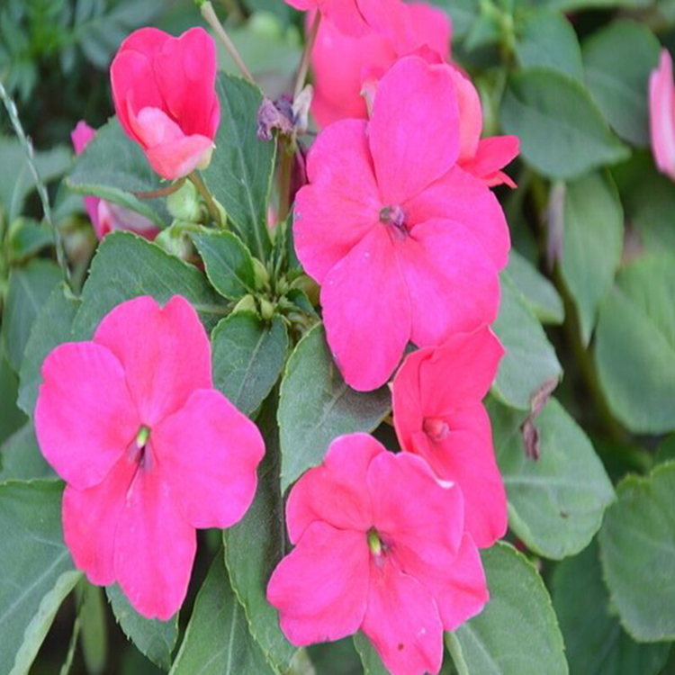 吉林非洲凤仙 节日组摆草花 非洲凤仙报价