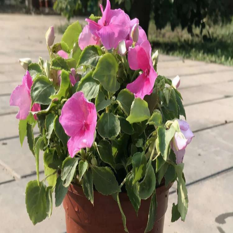 大量供应非洲凤仙 公路两侧用草花