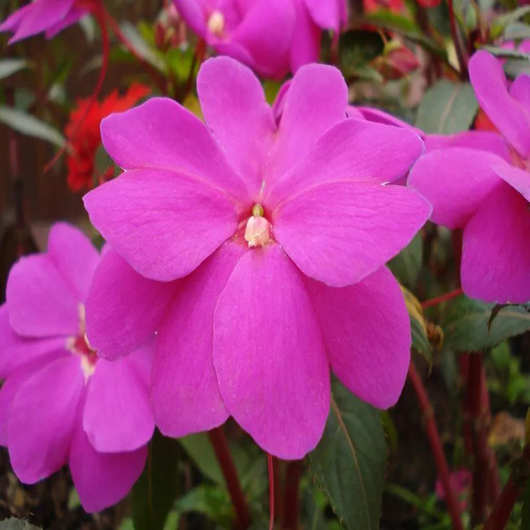 河南超级凤仙 花坛花卉
