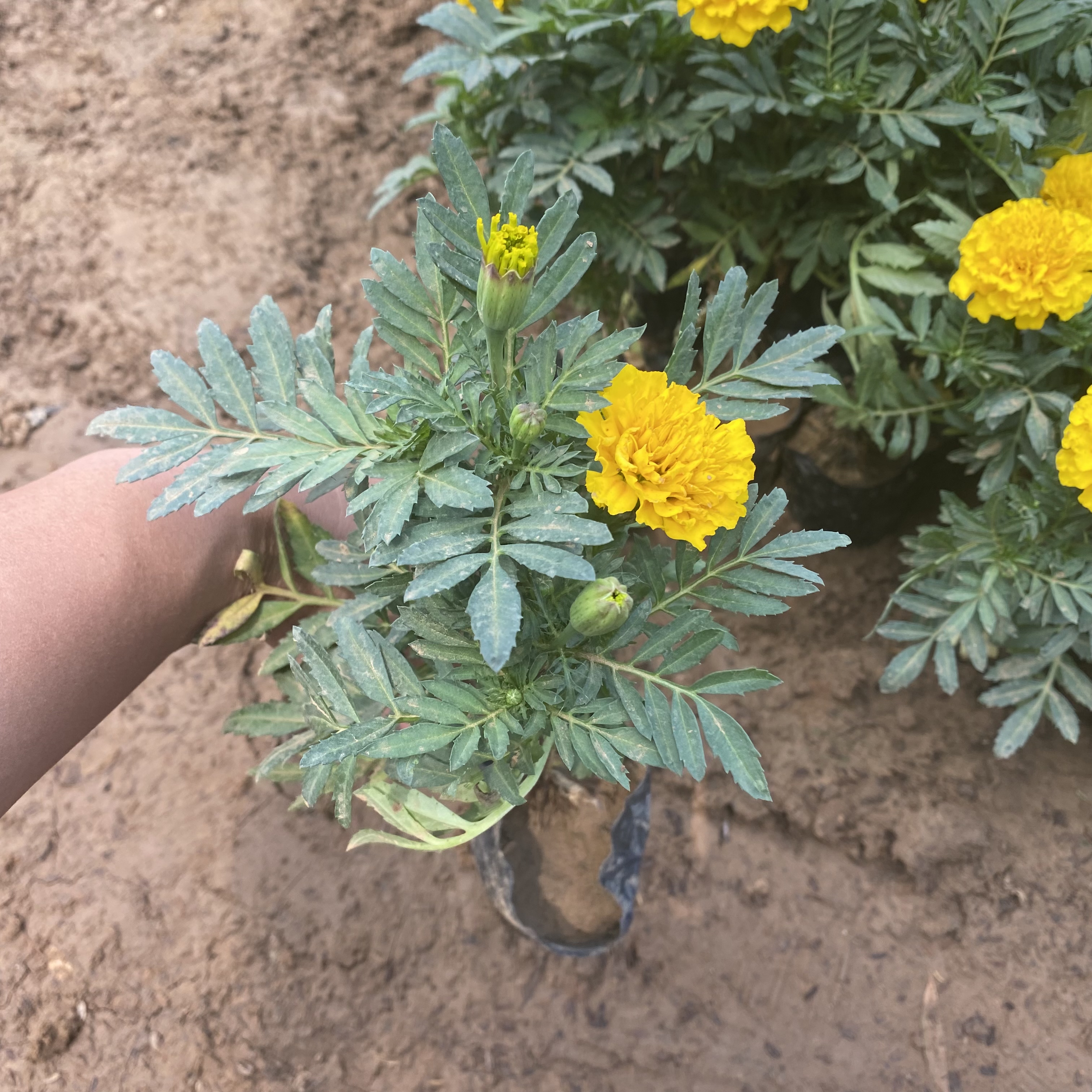 孔雀草小苗  孔雀草基地    孔雀草批发