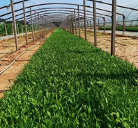 金鸡菊基地 金鸡菊小苗 金鸡菊价格