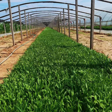 金鸡菊基地 金鸡菊小苗 金鸡菊价格