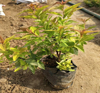 日本绣线菊花坛用苗 粉花绣线菊营养杯苗 麻叶绣线菊好品质 江瑞园艺