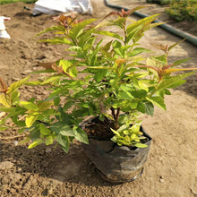 日本绣线菊花坛用苗 粉花绣线菊营养杯苗 麻叶绣线菊好品质 江瑞园艺