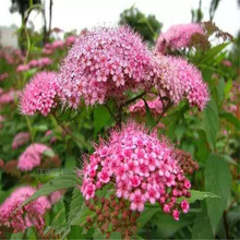 园林绿化推荐粉花绣线菊 粉花绣线菊产地销售 欢迎致电咨询