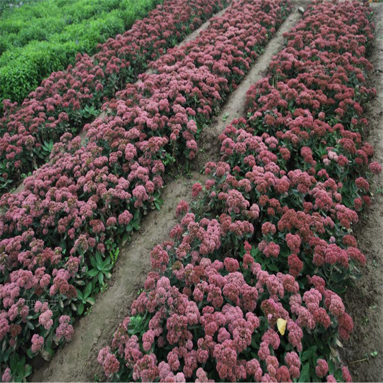 八宝景天耐热花卉 粉花八宝景天厂家推荐 八宝景天园林绿化色带用 详情欢迎咨询