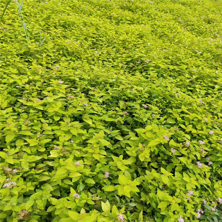 金焰绣线菊花坛用 江瑞 金焰绣线菊采购批发 欢迎致电咨询