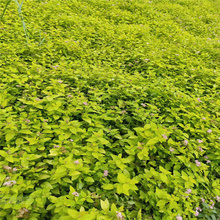 金焰绣线菊花坛用 江瑞 金焰绣线菊采购批发 欢迎致电咨询