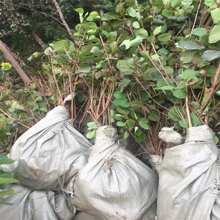 山东黄栌种子批发 黄栌现货出售 黄栌采购基地 欢迎询价