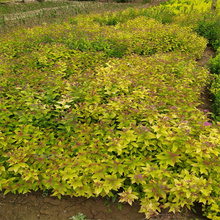 粉花绣线菊厂家 山东粉花绣线菊采购基地 粉花绣线菊产地销售