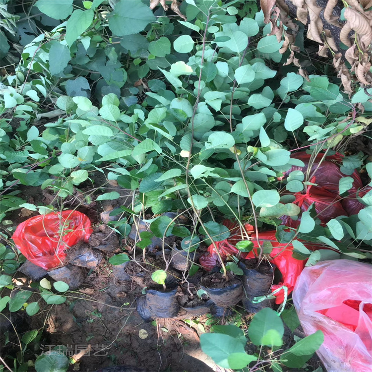 黄栌园林绿化带用 黄栌厂家推荐 现货出售黄栌小苗 欢迎询价