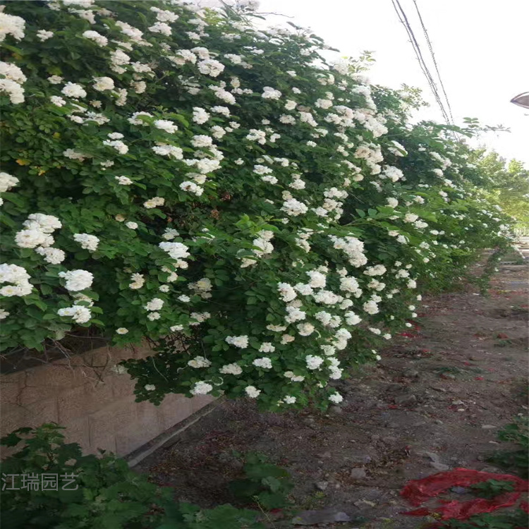 青州蔷薇 产地销售 开花蔷薇花坛用苗 江瑞蔷薇厂家推荐