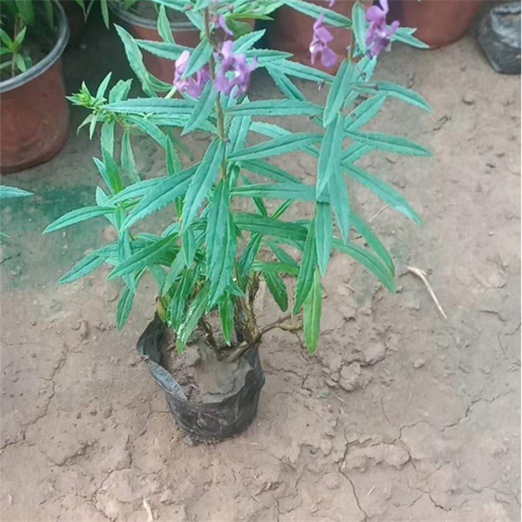 青州香彩雀花色全 香彩雀现货出售 江瑞园艺 专车运送