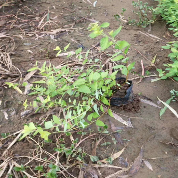 开花金山绣线菊基地 金山绣线菊厂家推荐 江瑞园艺