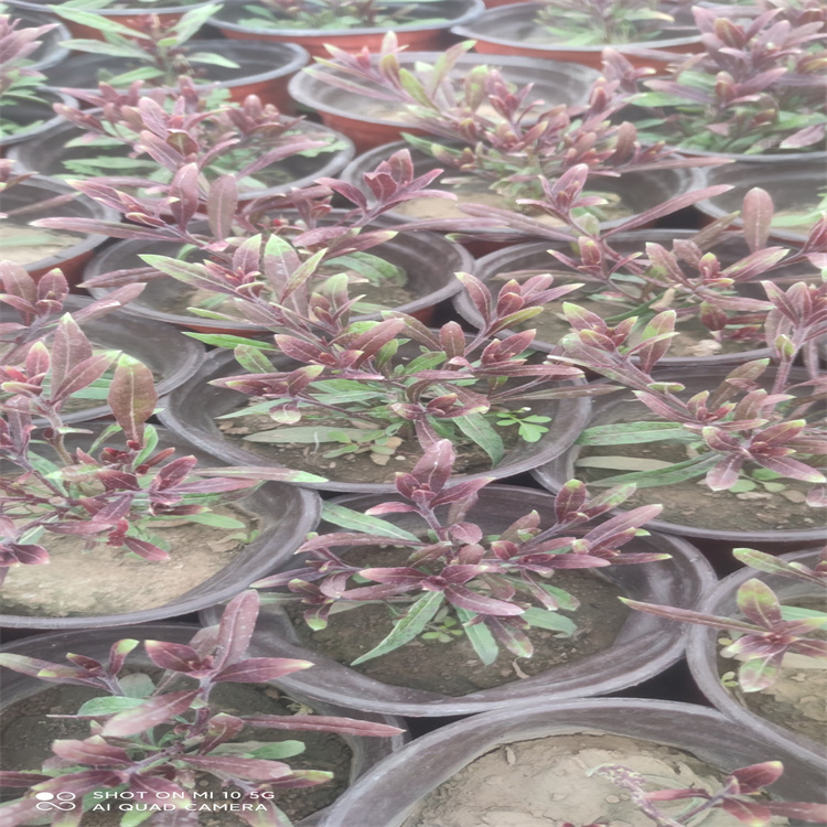 千鸟花产地销售 山桃草长期供应 江瑞花卉 致电咨询