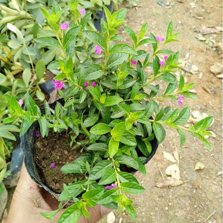 满天星盆栽 十一组摆花卉 满天星小苗