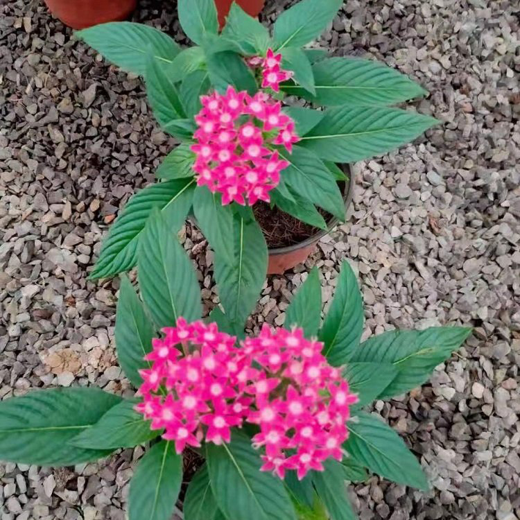 江西繁星花 道路草花 繁星花小苗