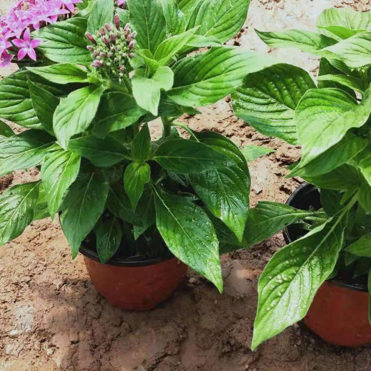 基地种植繁星花 公路两侧用草花 繁星花小苗