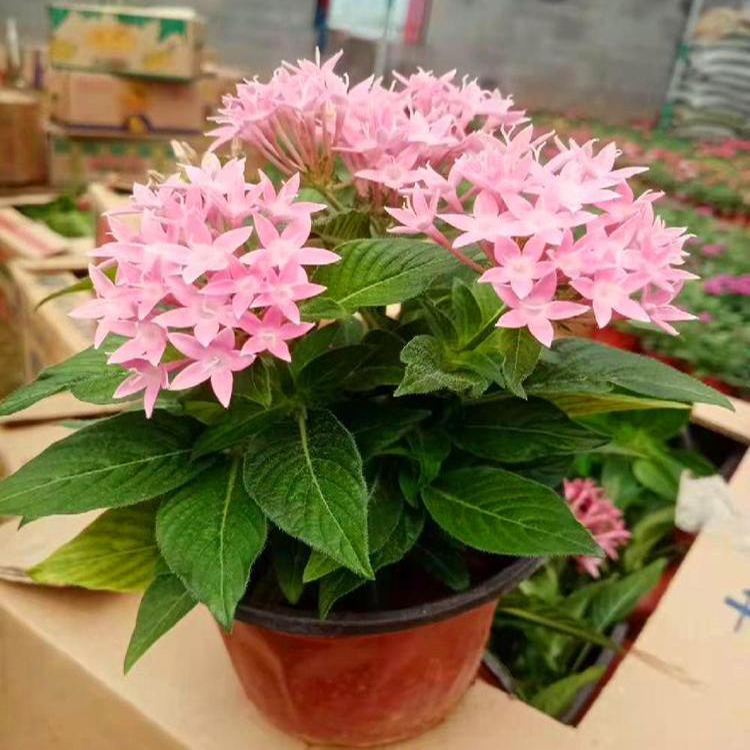 河南繁星花 节日组摆草花 繁星花报价
