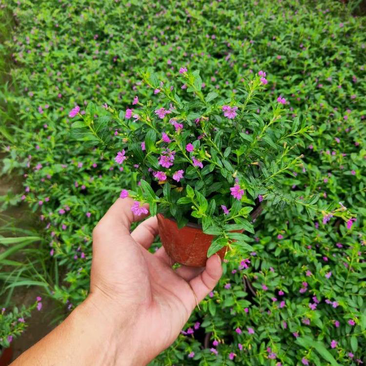 山西满天星 绿化用时令草花 满天星报价