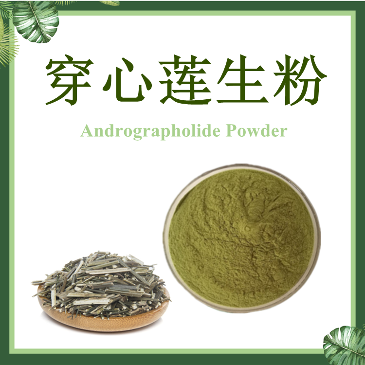 穿心莲生粉 Andrographolide Powder 【SC厂家】穿心莲原粉超微粉