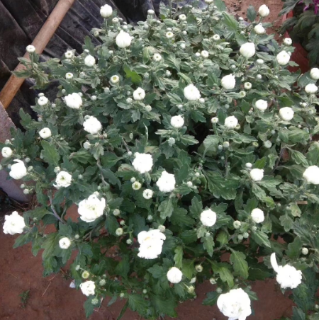 大菊花基地 大菊花多色 大菊花价格